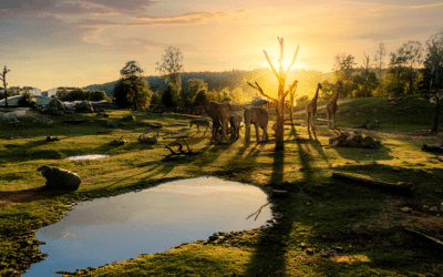 INVOLVUS vinner upphandling inom Borås Stad – stolt leverantör till Borås Djurpark & Camping AB